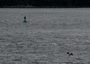 A bald eagle grabbing a snack somewhere between Sitka and Ketchikan.