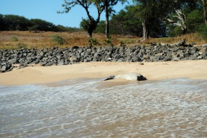 Here is a Hawaiian Monk Seal. Only 1,100 of these endangered guys left on Earth. We did not almost trip over this one like we did the one mentioned in the last blog - but there he was, just laying on the beach enjoying the sun... just like us.