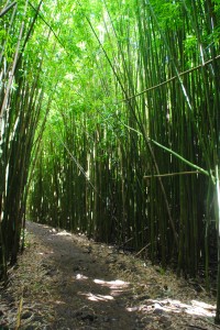 A hike in the Haleakala National Park on Maui. Insanely beautiful bamboo forests.